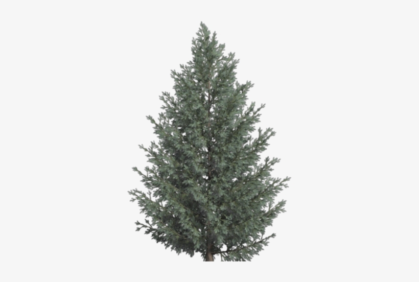 Miscellaneous Image Black And White Library - Botanical Illustration, transparent png