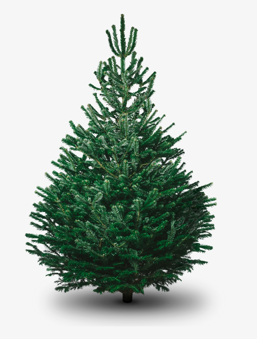 Fir Tree Png Photo - Plain Christmas Tree Png, transparent png