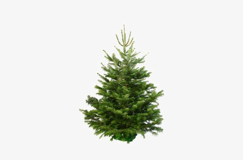 Fir-tree Transparent Background Png - Sapin Naturel, transparent png
