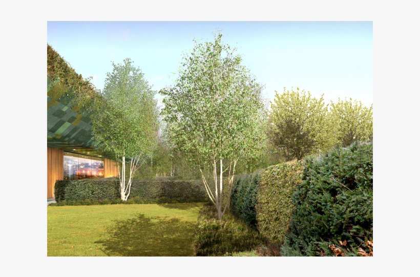 Hersham Golf Club - Canoe Birch, transparent png