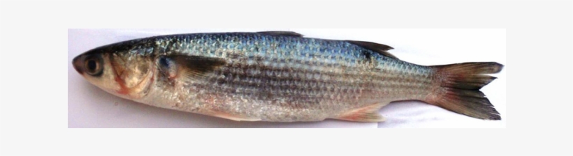 Mullet, transparent png