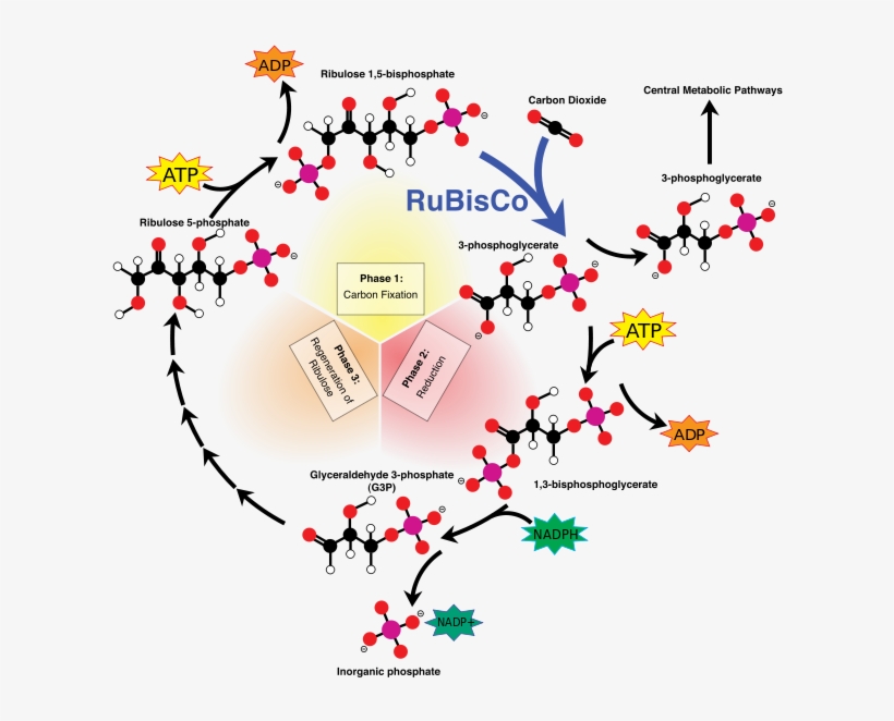 Overview Of The Calvin Cycle And Carbon Fixation C3 - Cycle Calvin, transparent png