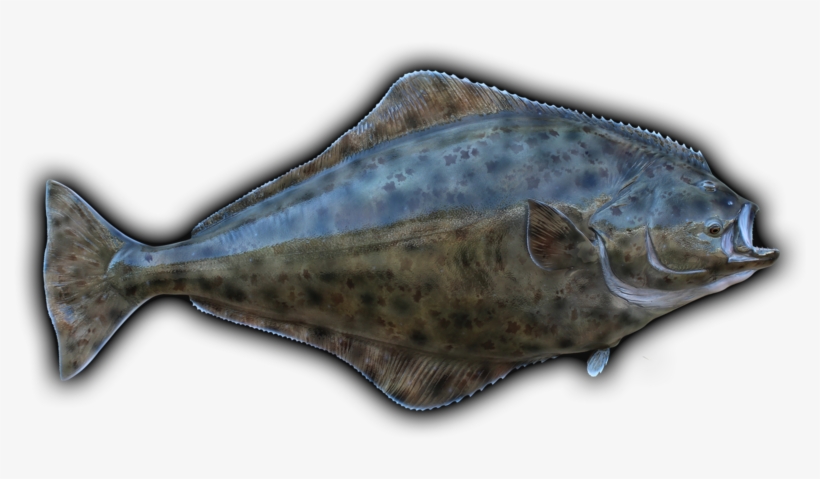 Clip Art Freeuse Stock Barracuda Drawing Mullet Fish - Fish, transparent png