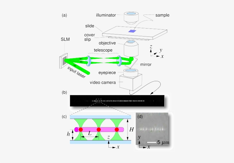 The Light From A Frequency Doubled Sol - Optical Tweezers, transparent png