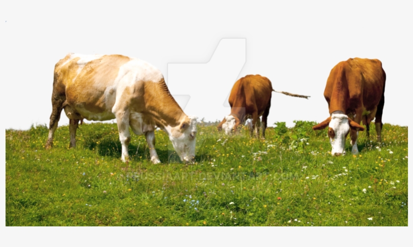 Grazing Cows On A Transparent Background - Grazing, transparent png