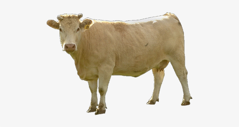 Free Cow Png Images - Context Matters, transparent png