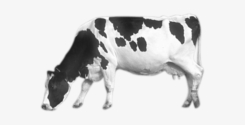 Cow With Transparent Background, transparent png