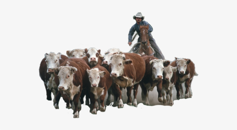 Herding Home Buyers In Real Estate Marketing - Herd Of Cattle Png, transparent png