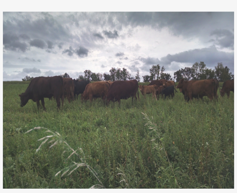 Cows - Cattle, transparent png