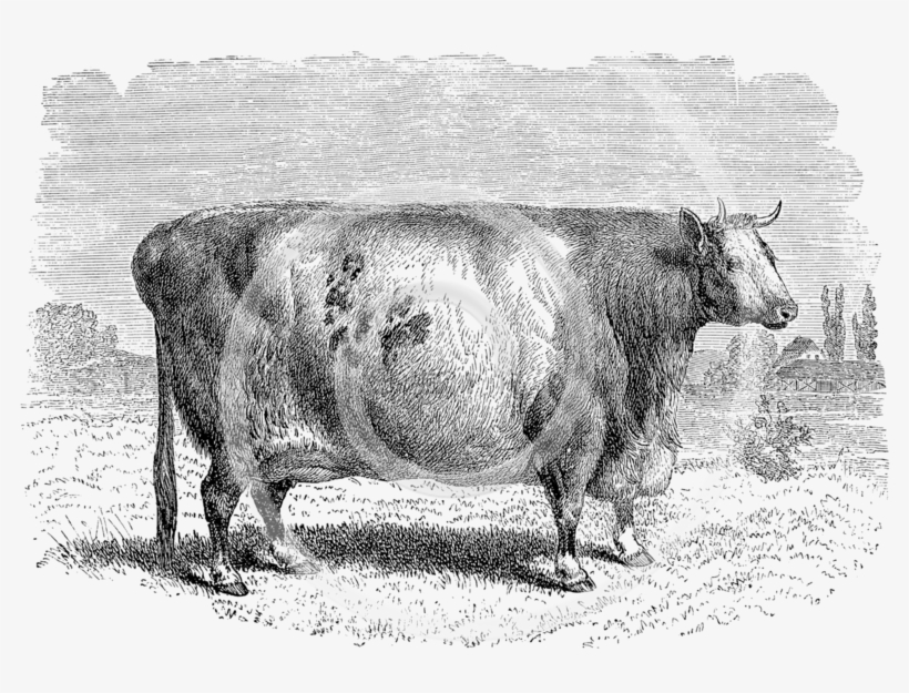 Cows Png, transparent png