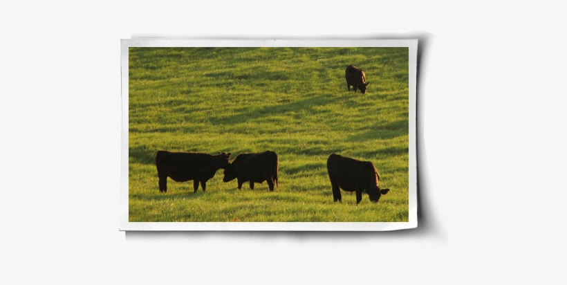 Grazing, transparent png