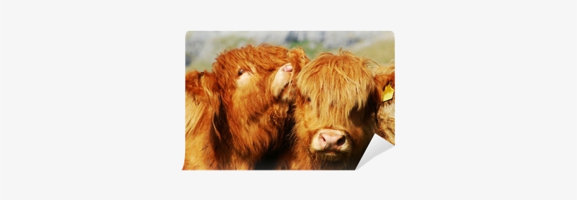 Taurine Cattle, transparent png
