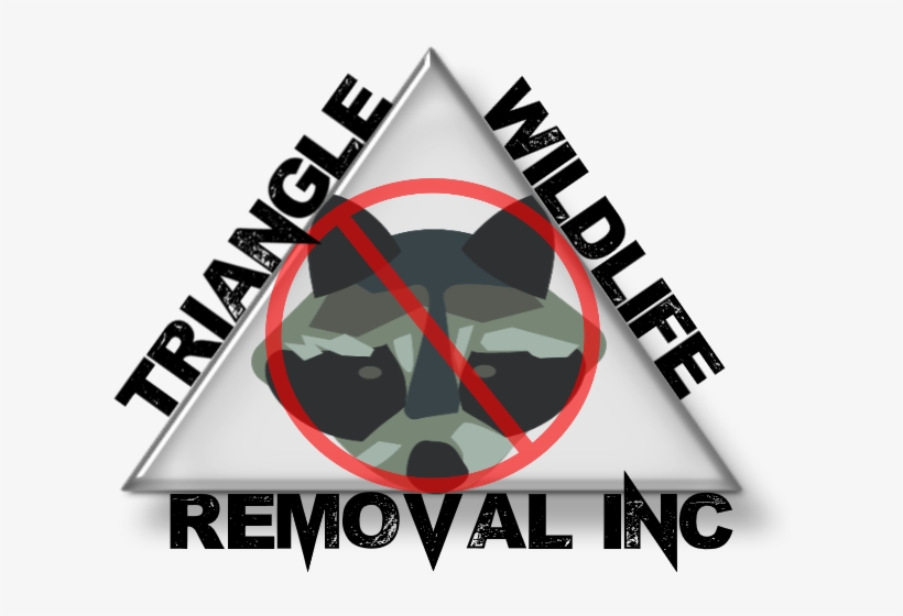 If You Are Facing An Attic Bat Removal Property Inspection - Triangle Wildlife Removal & Pest Control, Inc., transparent png