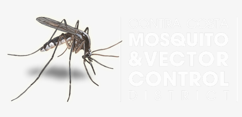 Anti Mosquito, transparent png