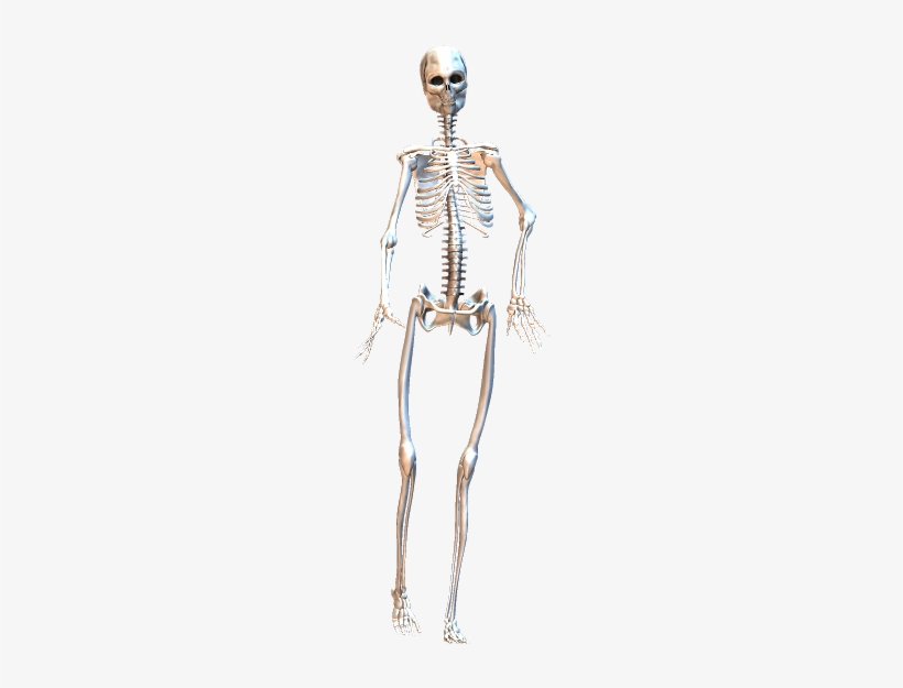 Skeleton Walking 1 Skeleton 347x575 Png Download Pngkit