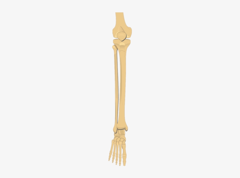 The Tibia And Fibula Bones - Baluster, transparent png