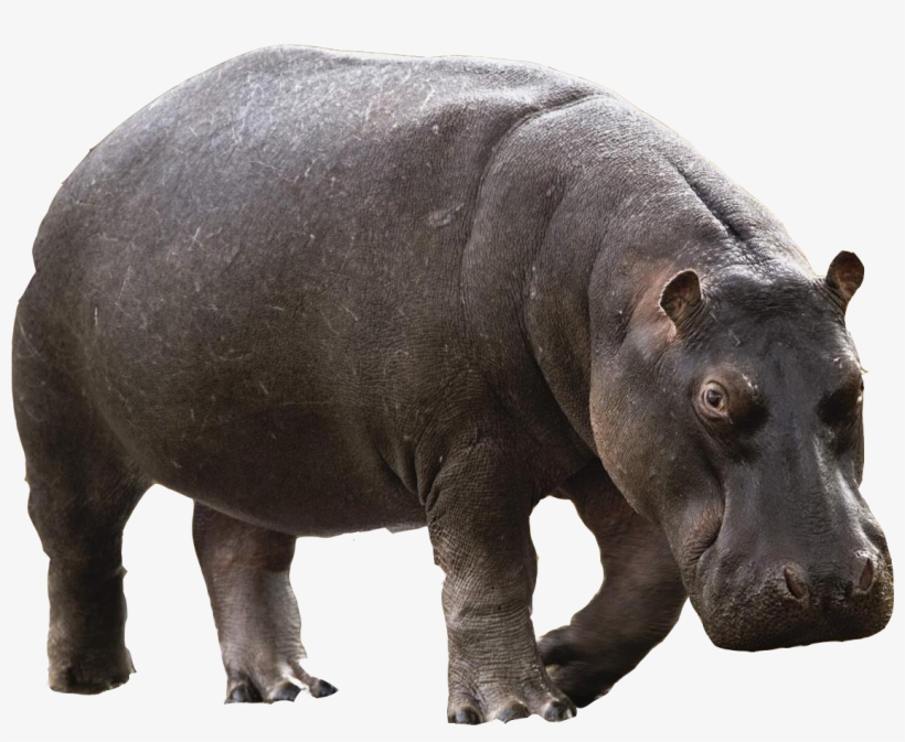 Transparent Animals Hippopotamus - Hippopotamus Png, transparent png