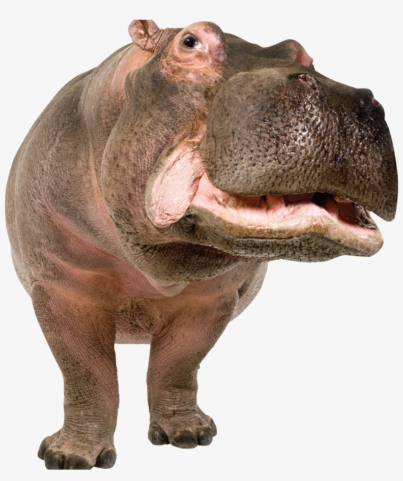 Hippo Png, transparent png