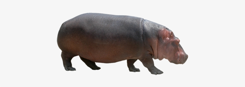 Hippo Png - Hippo Images On Png, transparent png
