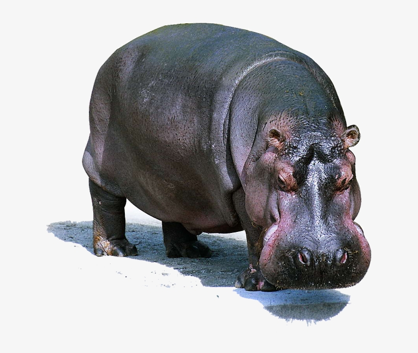 河马 图片, transparent png