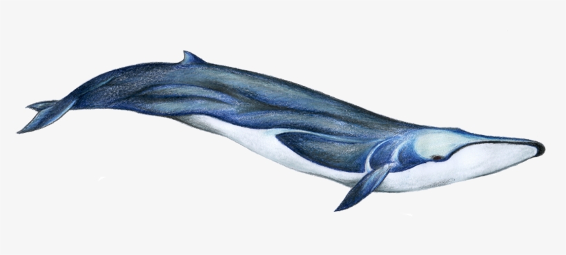 Fin Whale - Que Es Un Rorcual, transparent png