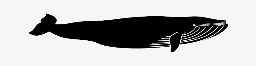 Pin By Vic Webb On Rb Graphics For Wall - Bálna Png, transparent png