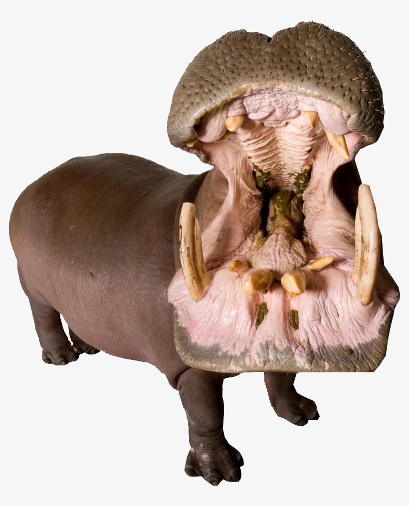 Hippo With Mouth Open Png Image - Leather Animals Importers In Usa, transparent png