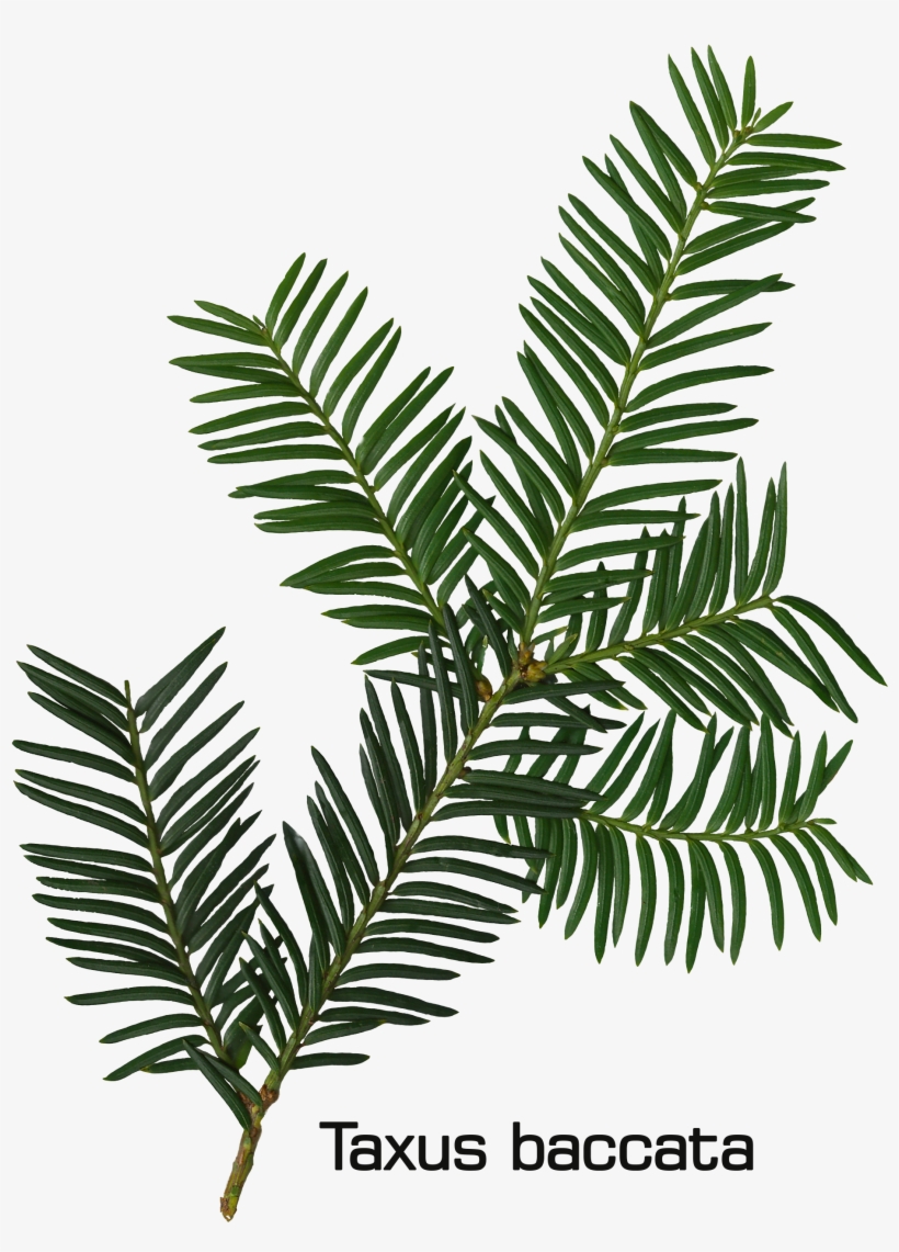 Taxus Baccata Twig - Drawing, transparent png