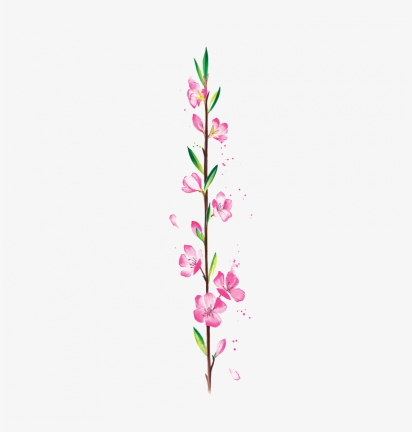 Twig Of Cherry Tree - Rosa Glauca, transparent png