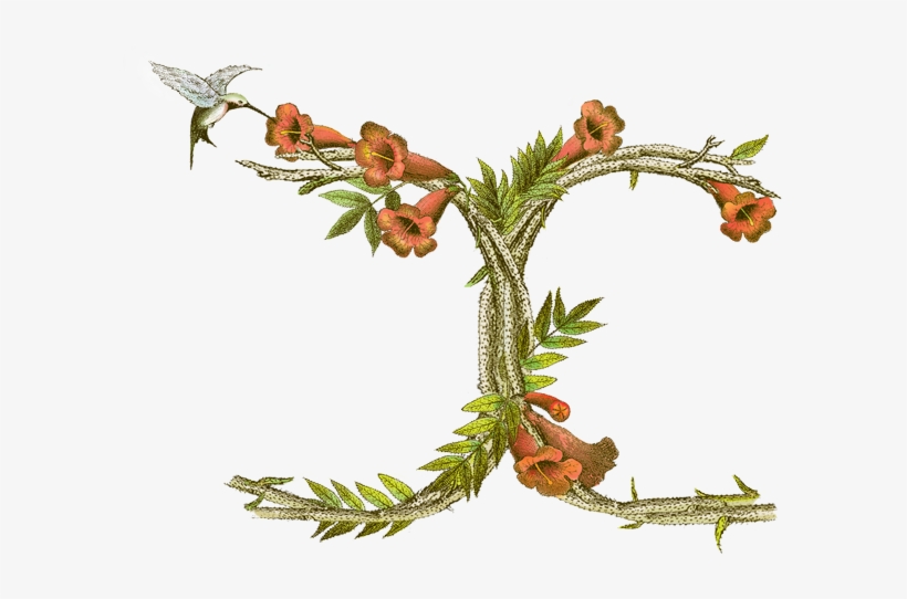 Entiwned Cs Monogram - Monogram, transparent png