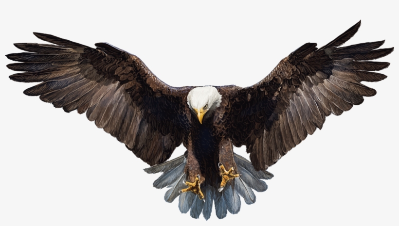 Eagle Vector Png - 1600x832 PNG Download - PNGkit
