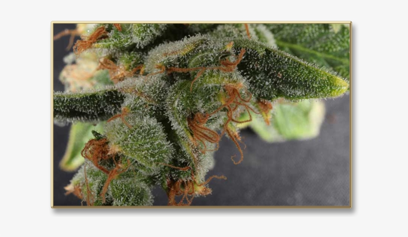 Greenhouse - Smoking Cannabis Ruderalis, transparent png