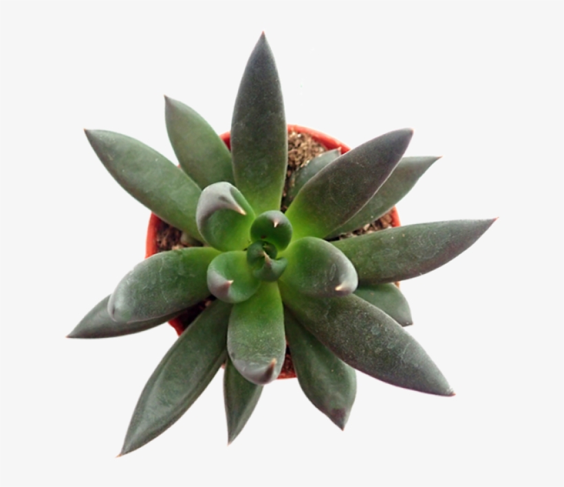 Echeveria 'black Knight' P5 - Echeveria, transparent png