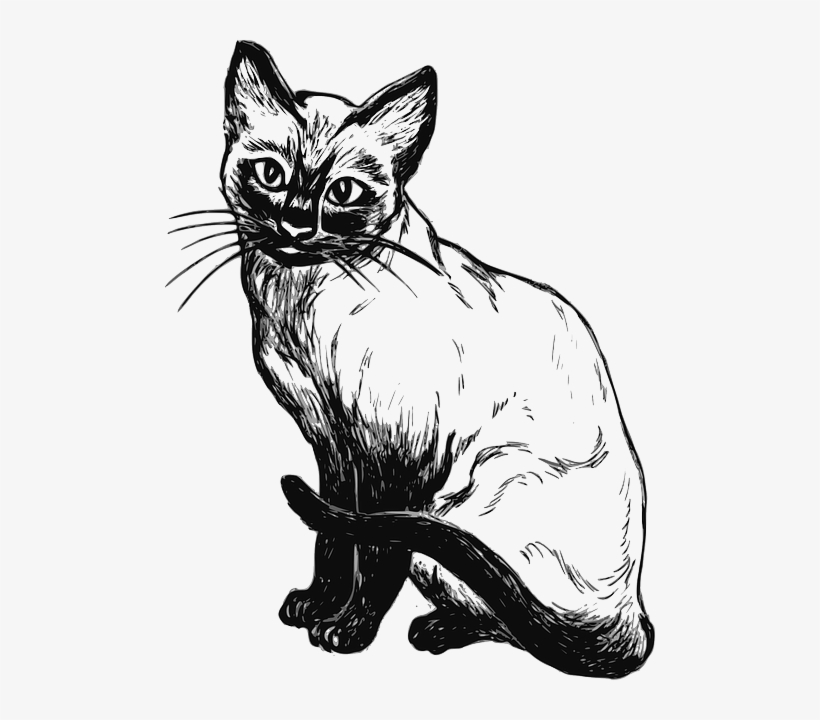 Cat, Drawing, Sitting, Pet, Animal, Tail, Mammal - Desenho De Gato Siames, transparent png