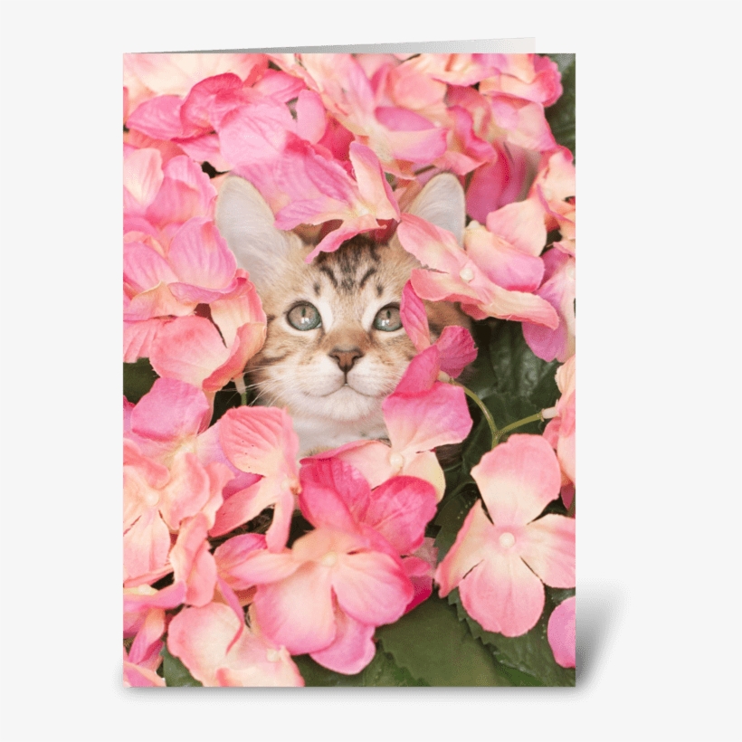 Kitten Peeking From Pink Blossoms Greeting Card - Ravensburger Kitten Challenge 1000 Piece Puzzle, transparent png
