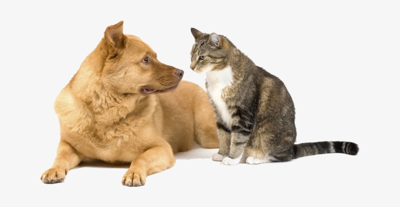 Cat And A Dog, transparent png