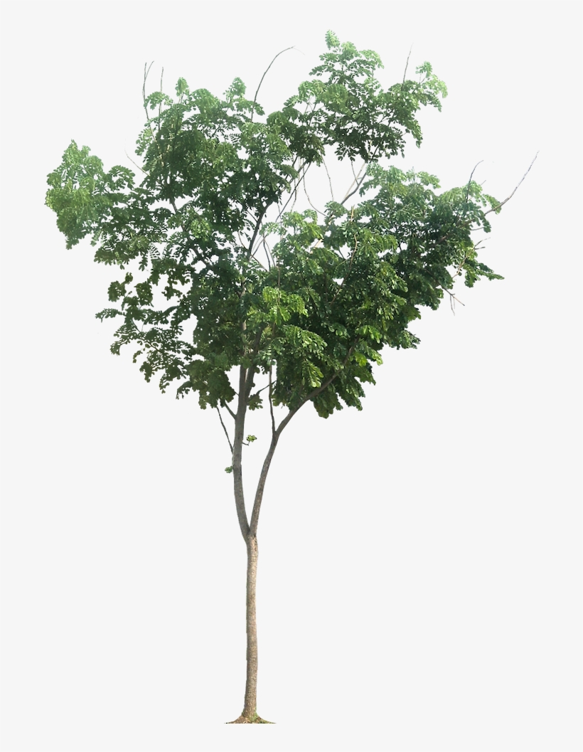 Vegetation Drawing Tree - Png Vegetacion, transparent png