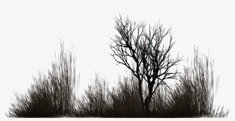 Photo Winter Vegetation 5 By Wolverine041269-d5yfu4w - Black Vegetation Png, transparent png