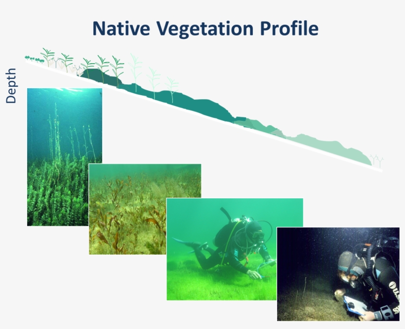 Native Vegetation Profile - Underwater, transparent png