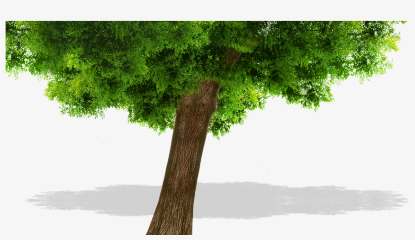 Tree - Nature Art Original Landscape Paintings, transparent png