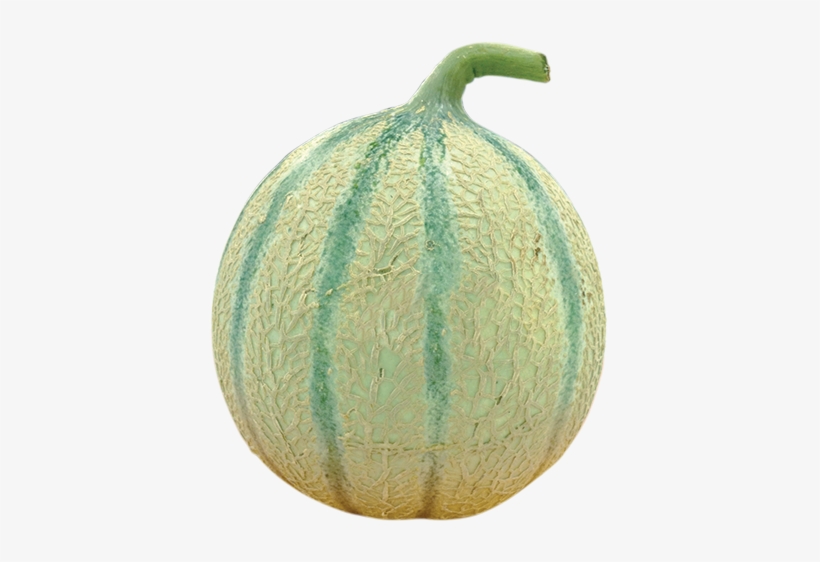 Melon Charentais - Melon Png, transparent png