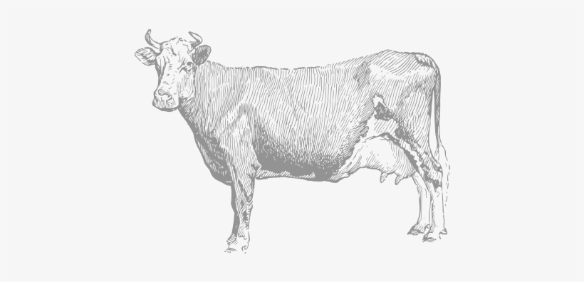 Vintage-cattle, transparent png