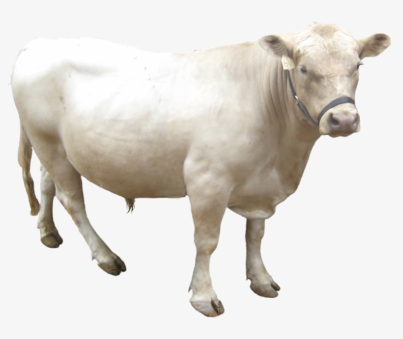 About Our Cattle - Dairy Cow, transparent png