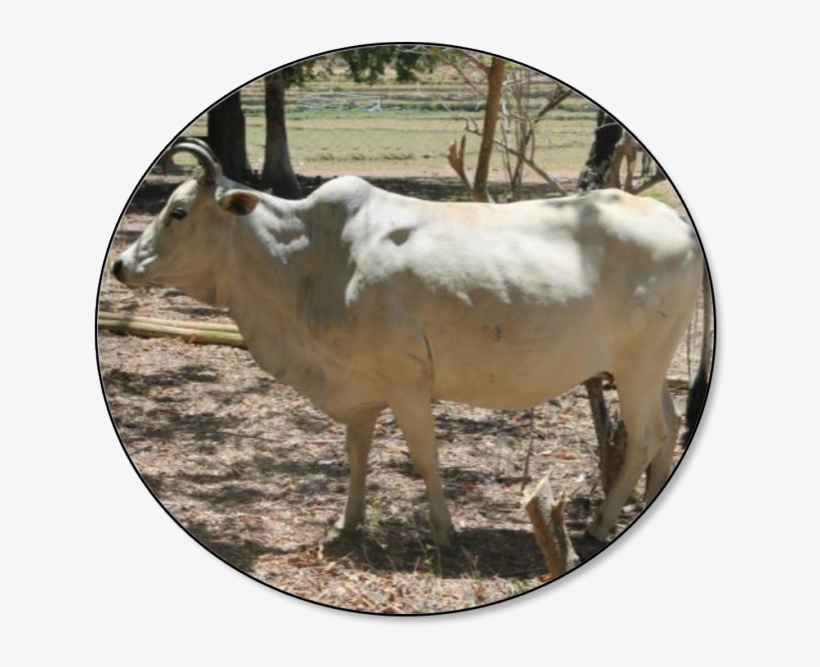 As Of 01 July 2018, The Total Cattle Inventory Was - Brahman And Carabao Are Philippines, transparent png