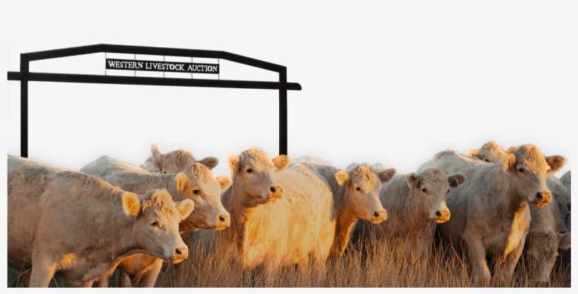 ©2017 Western Livestock Auction - Cattle, transparent png