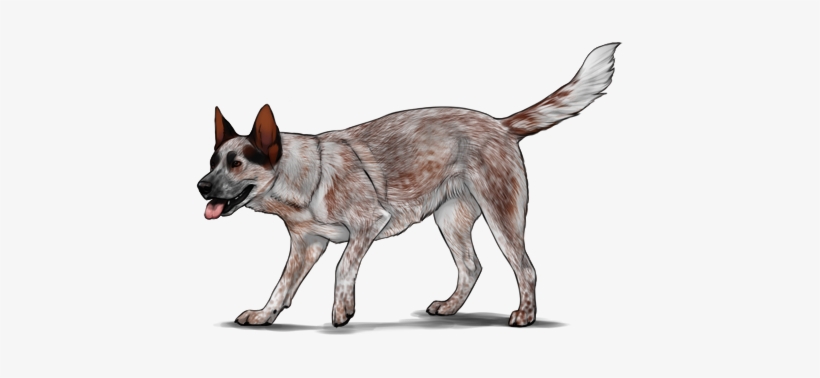 Australian Cattle Dog - Australian Cattle Dog Png, transparent png