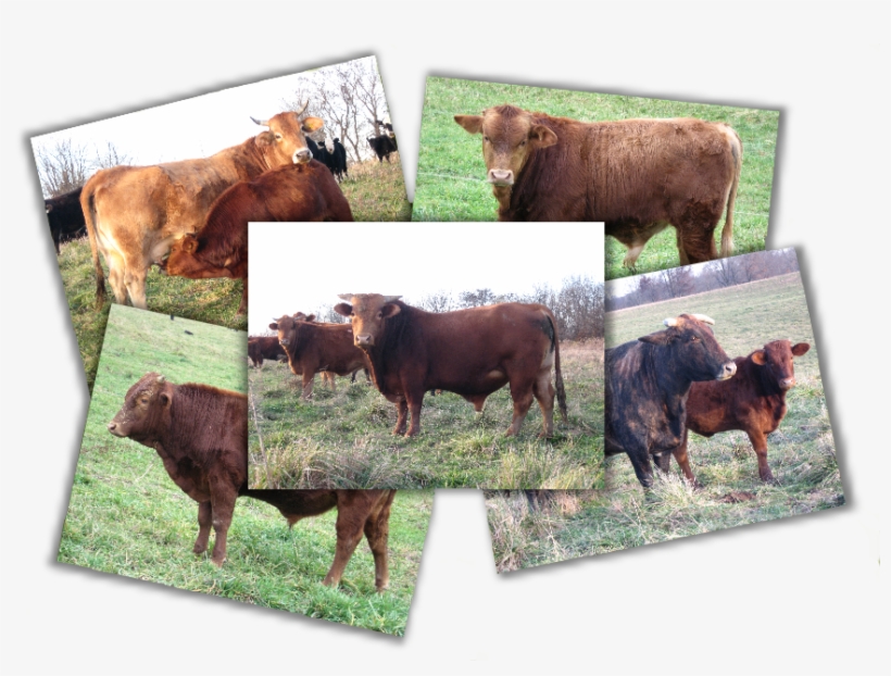 Cattle, transparent png