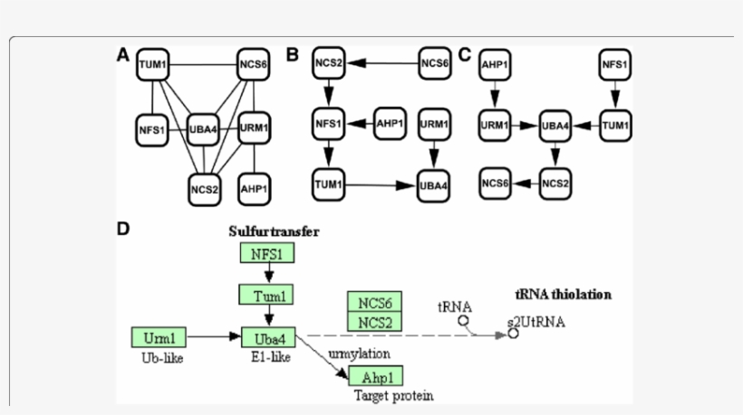 Comparison Of Urmylation Pathways - Diagram, transparent png