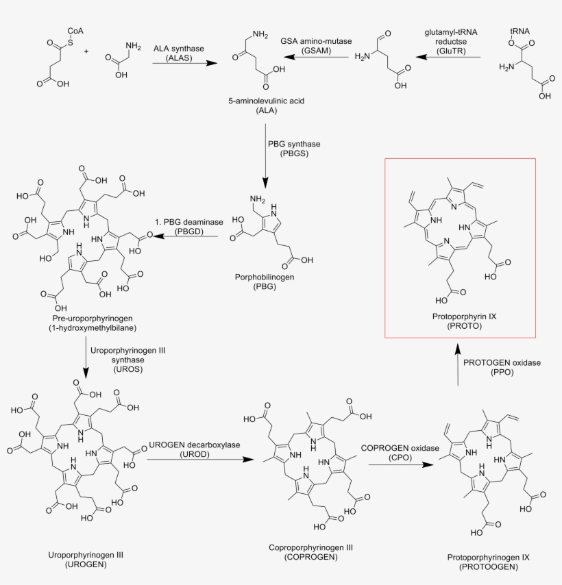 Protoporphyrin Ix Biosynthetic Pathway - Protoporfirina Ix, transparent png