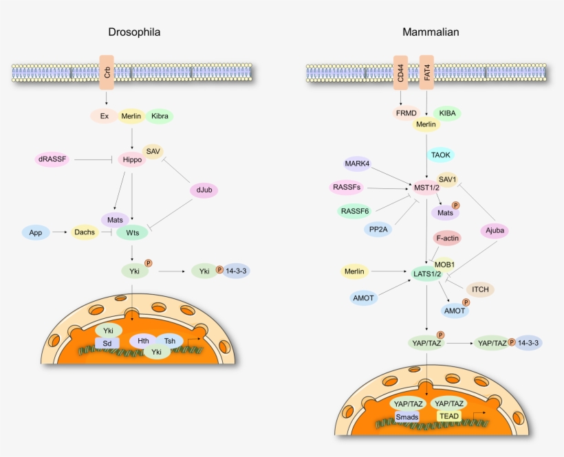 Hippo Signal Pathway - Phosphorylation, transparent png